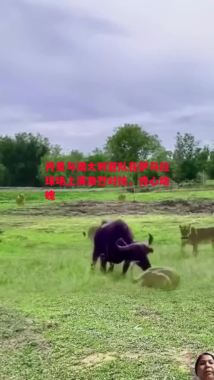 丹麦与澳大利亚队在萨马拉球场上演激烈对抗，惊心动魄